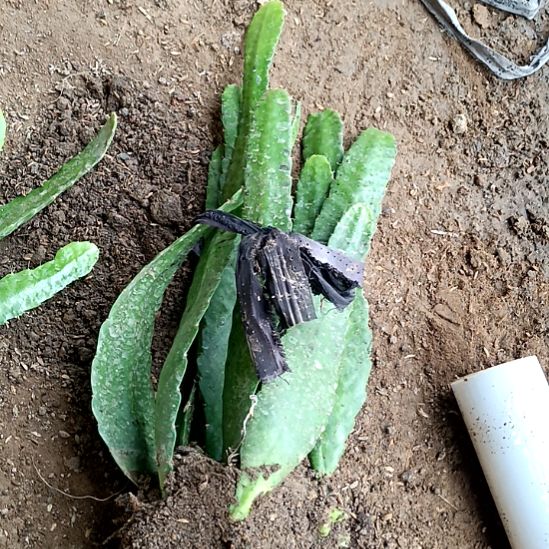 桃***呀完全开放令箭何花东北小粉