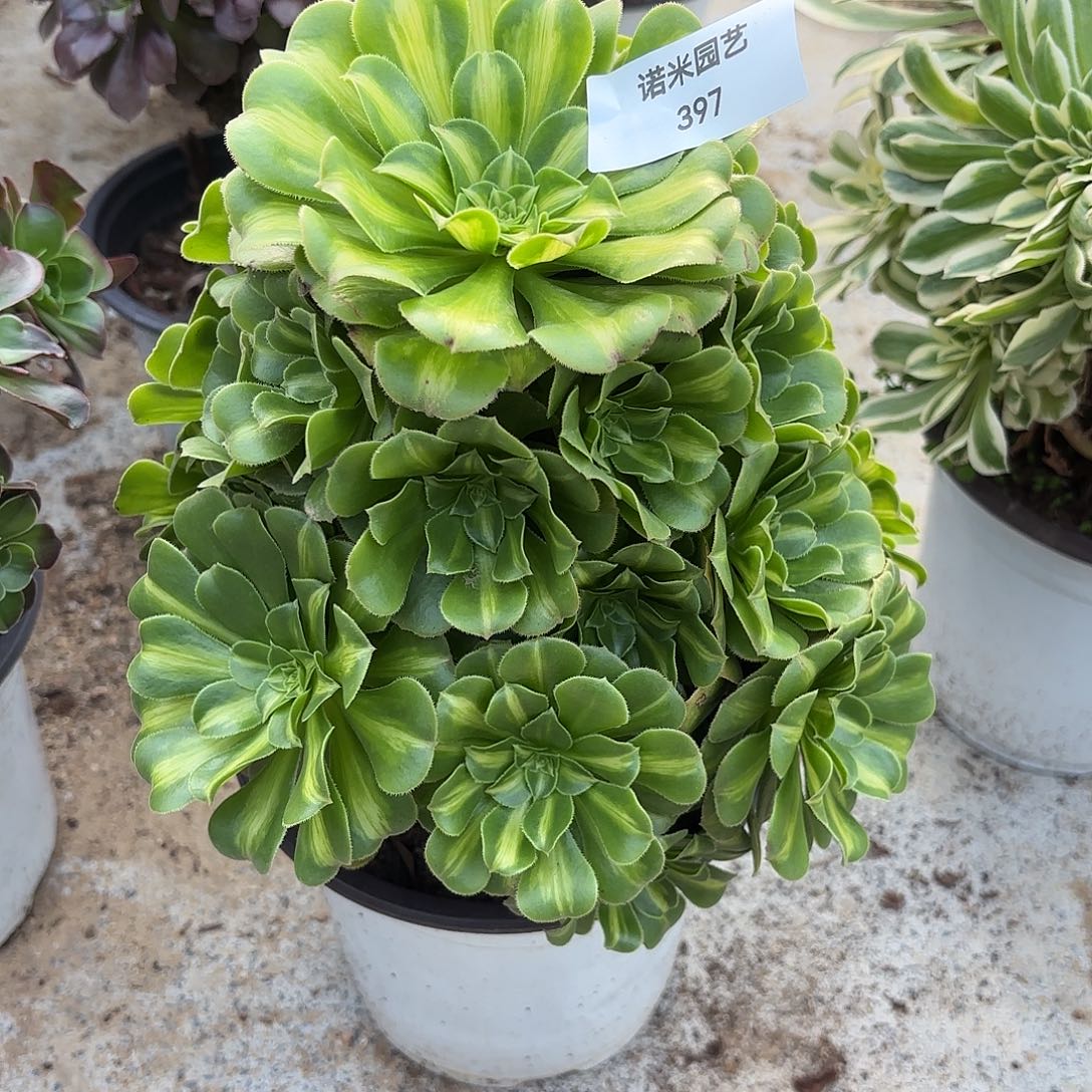 翡翠琉璃老庄手捧397