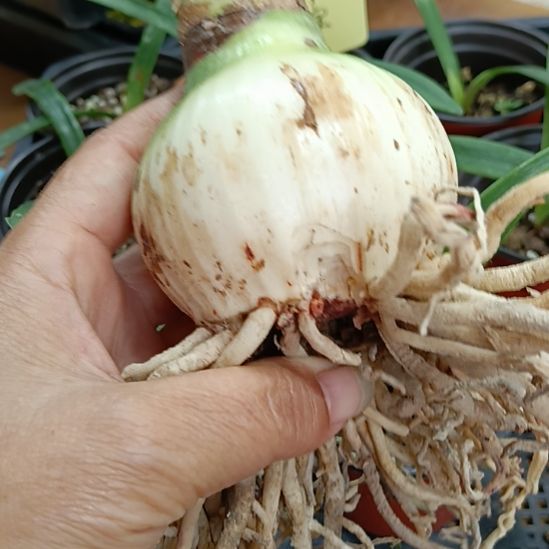 梅***惱无花朵安吉拉残次6+