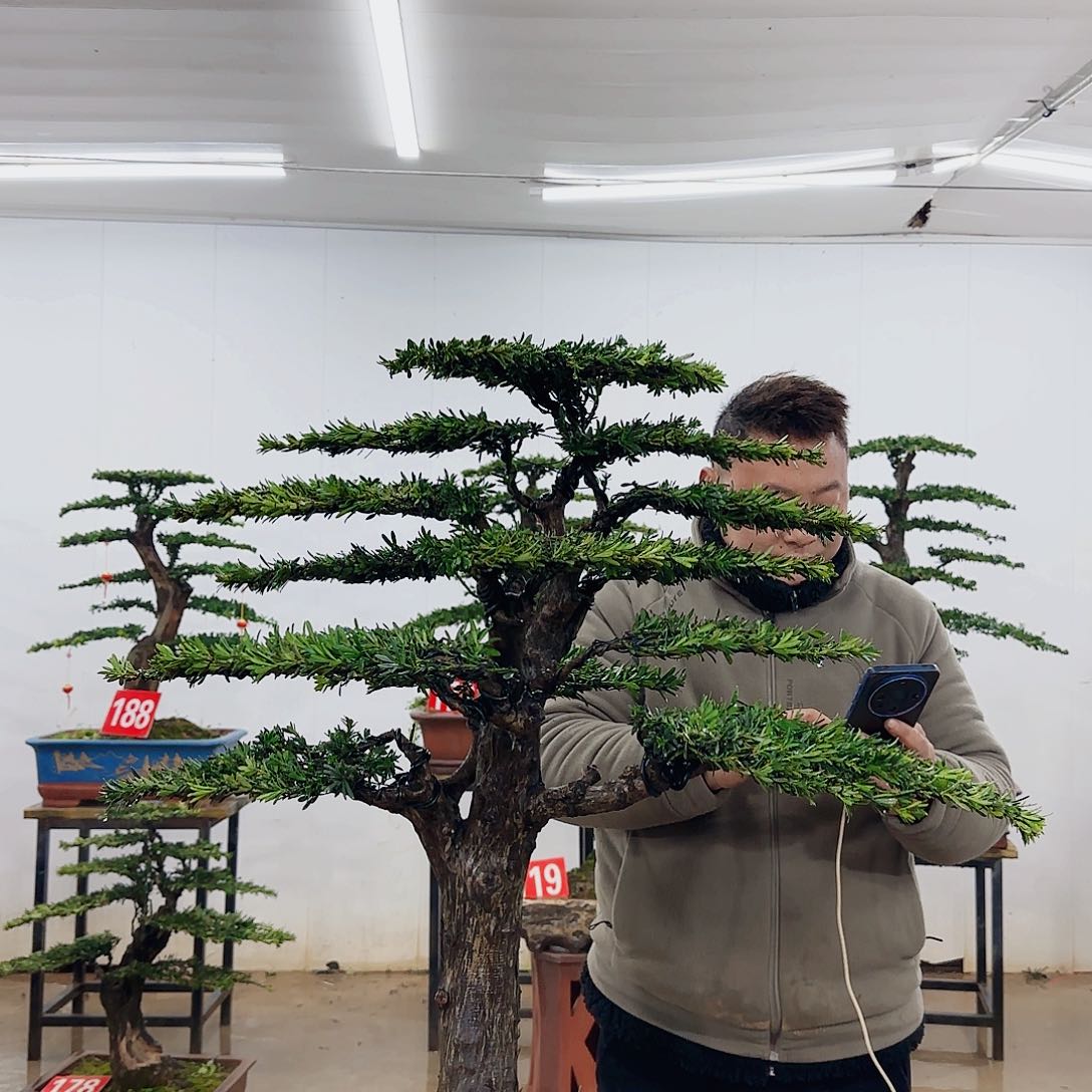 迷****0盆景制作过程非常