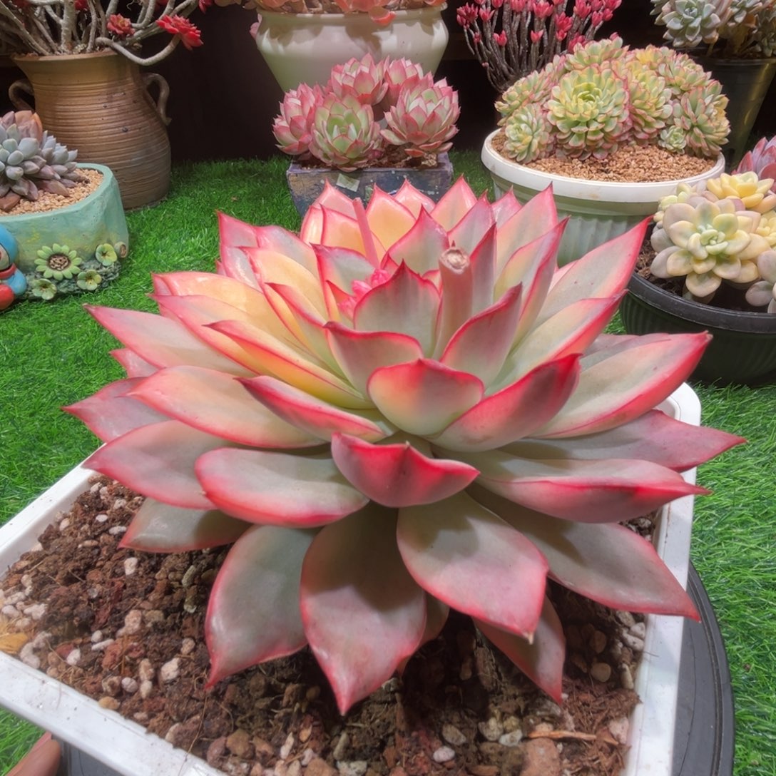 月光女神锦，一物一拍。