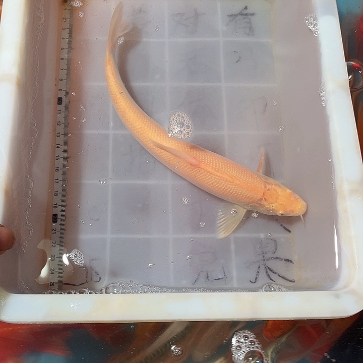 蝴蝶鲤鱼渔场直发37