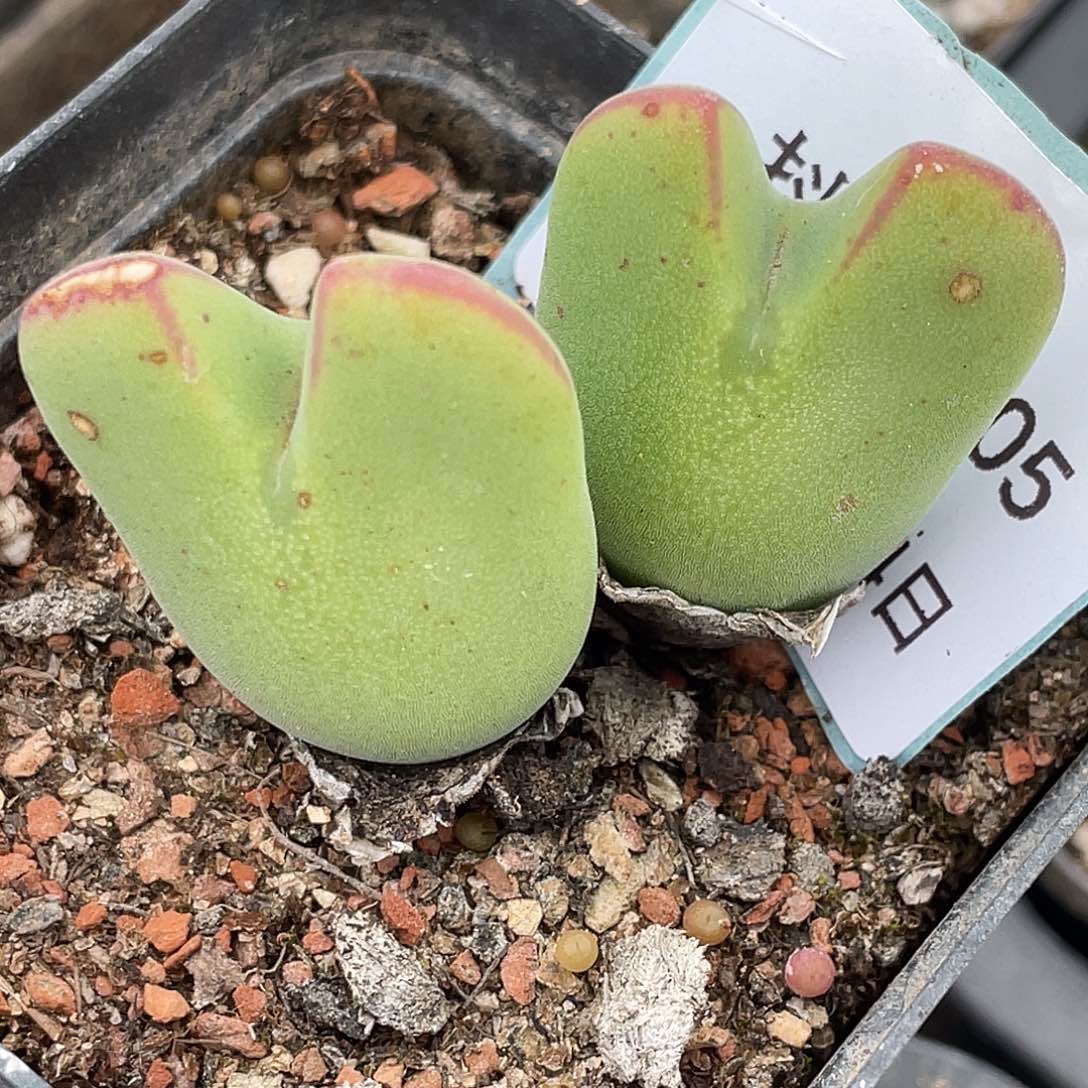 14-105毛将多肉植物