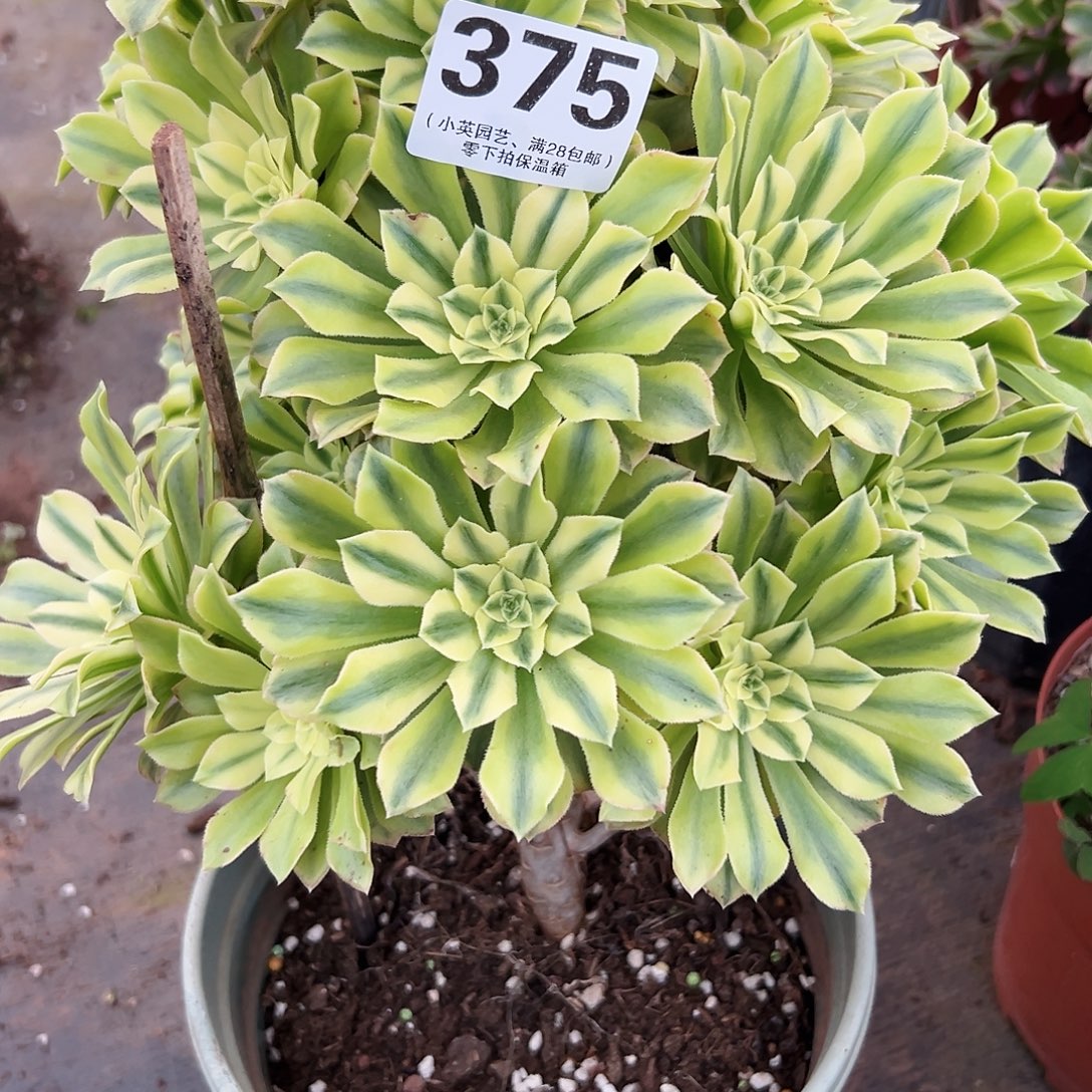 375多肉植物？碧玉