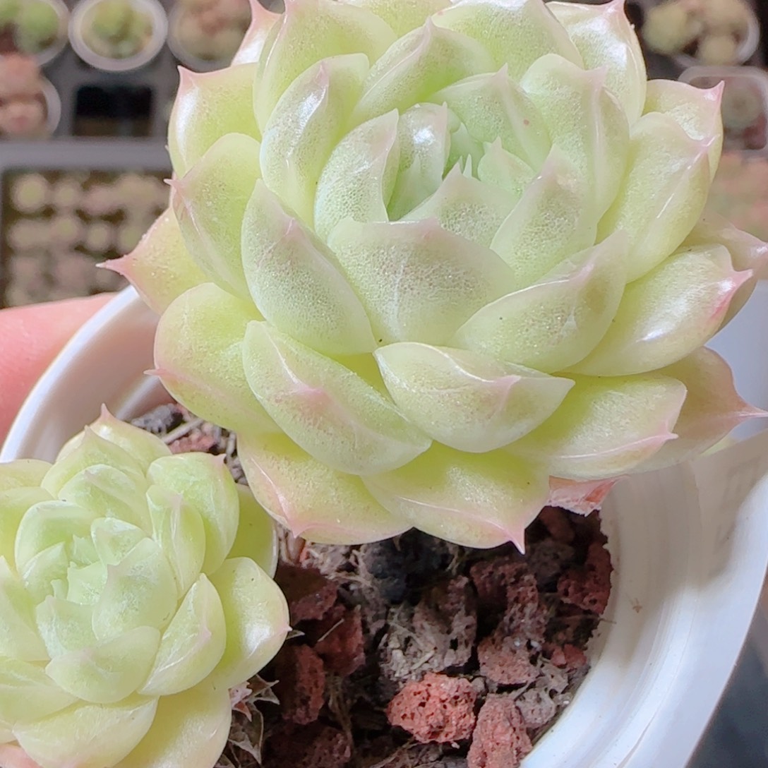 花语逸镜1112-108散