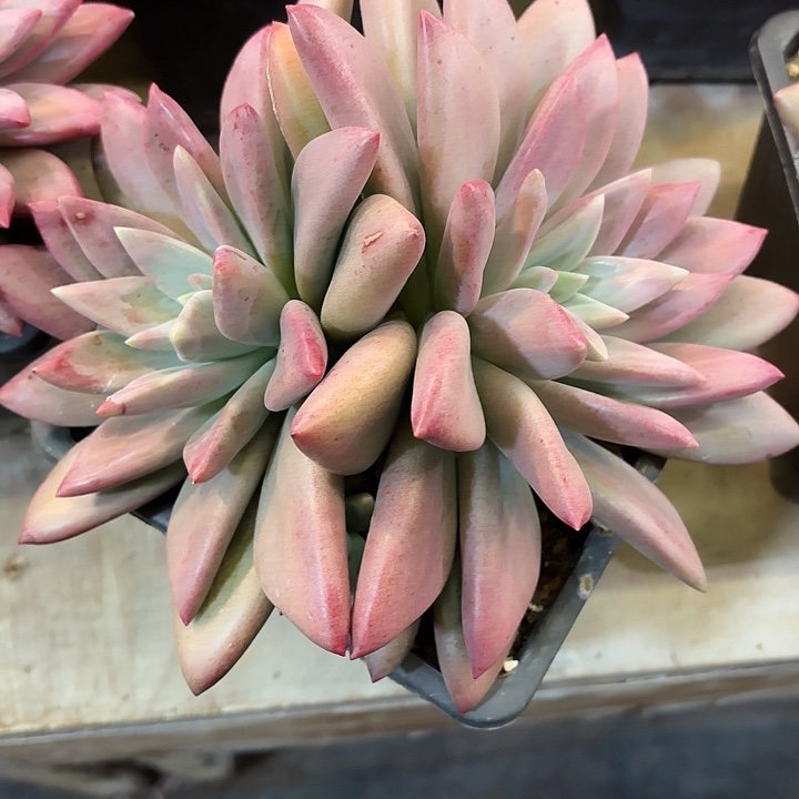 知音大双头精品多肉