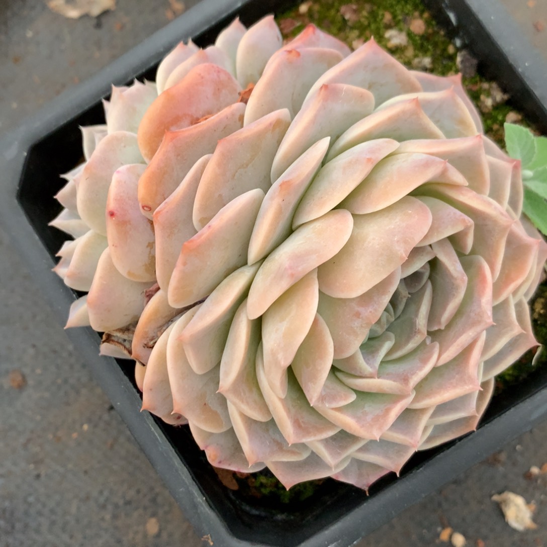 5581杂交多肉植物