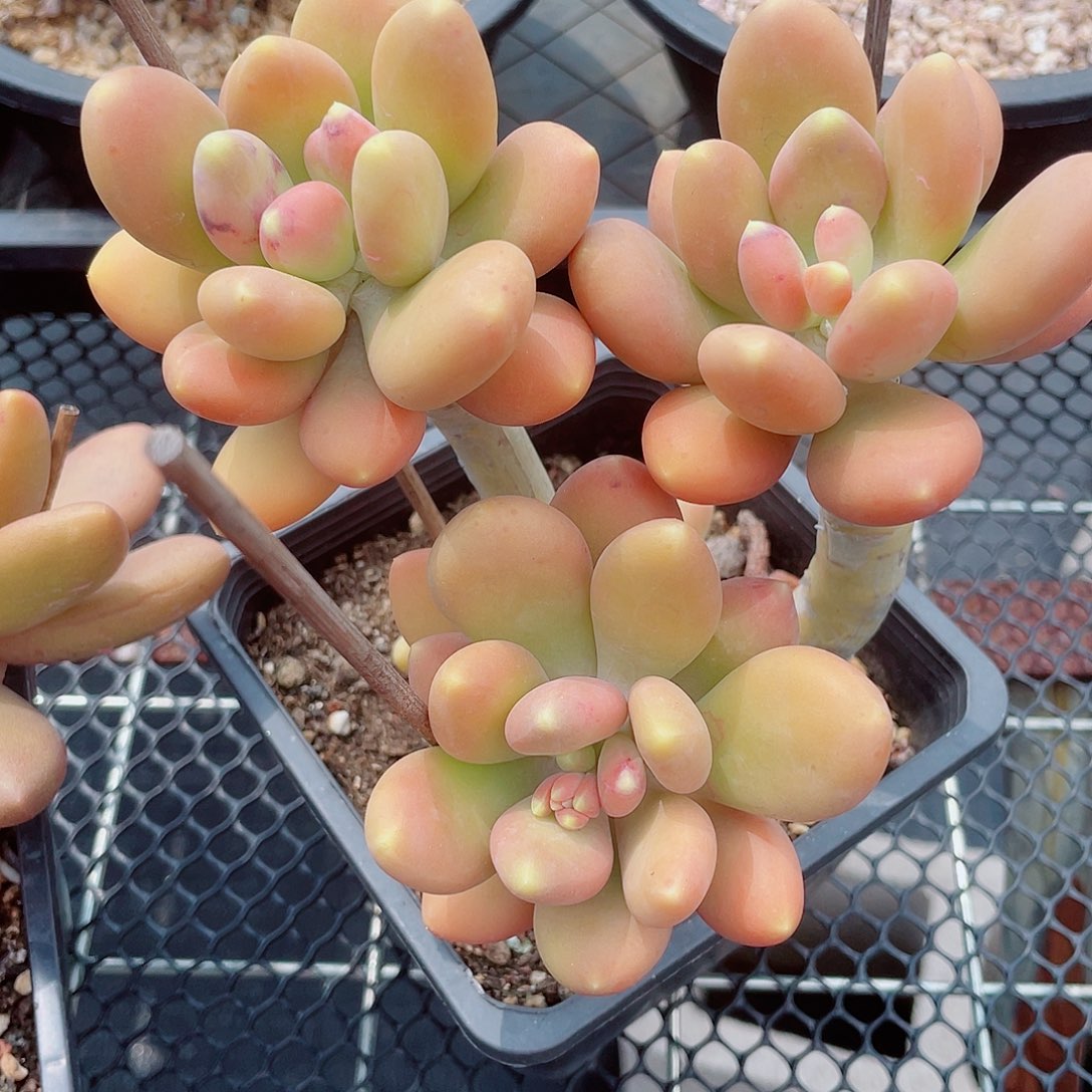 小肘子芒果专拍1111111
