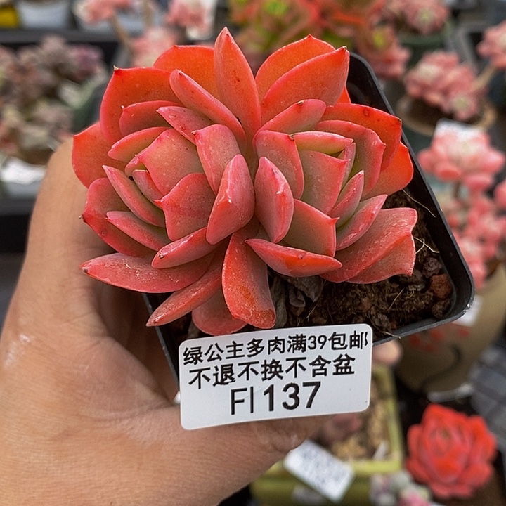 绮罗仙子6cm137多肉植物