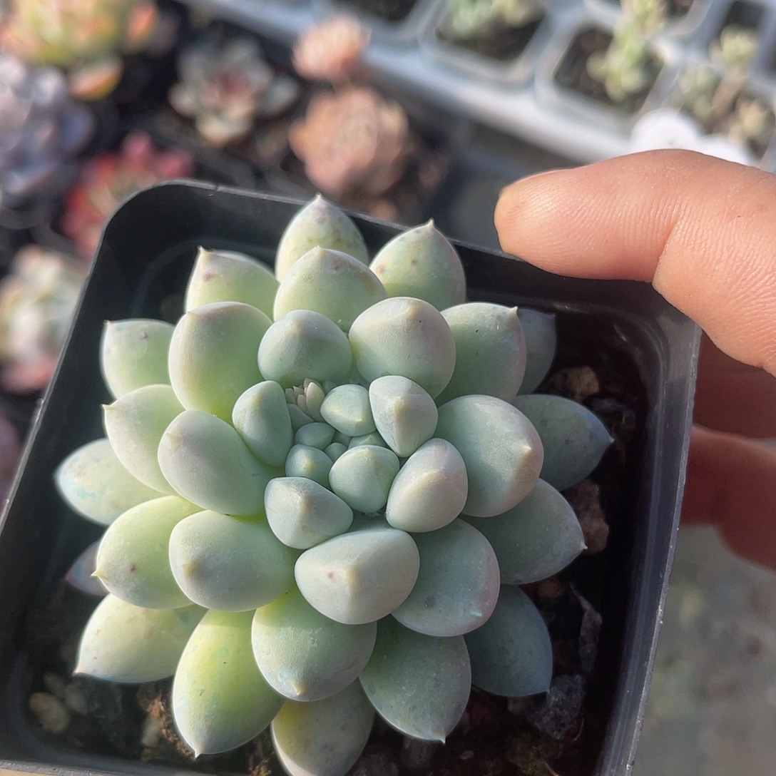 奶糖 脱土发货 7口盆