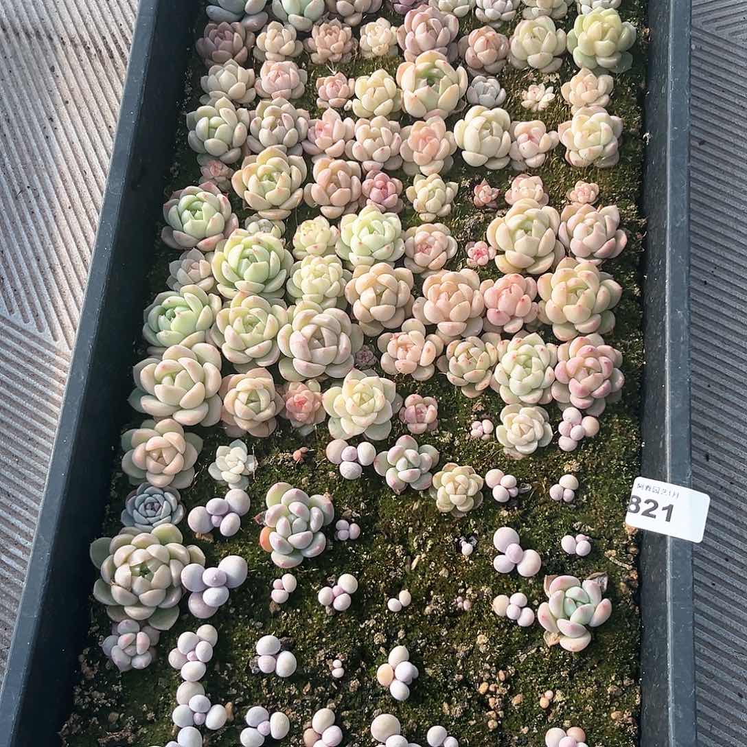 阿雅园艺。          821