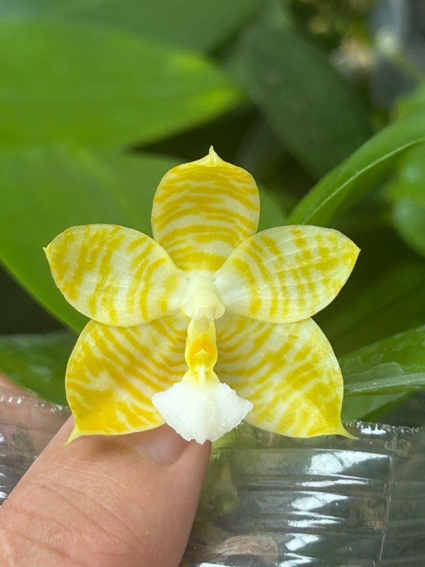 2.5寸林登金戒指蝴蝶兰（开花株)