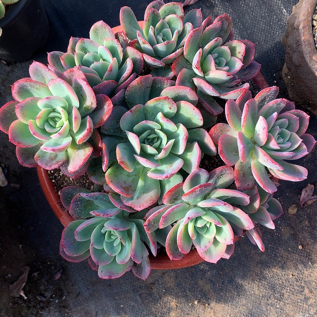 绮罗仙子一物一拍