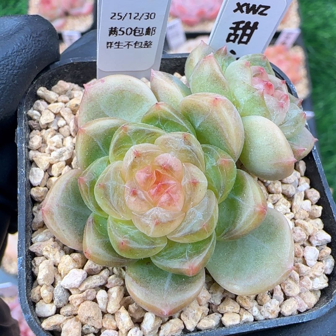 095   甜心   5厘米盆