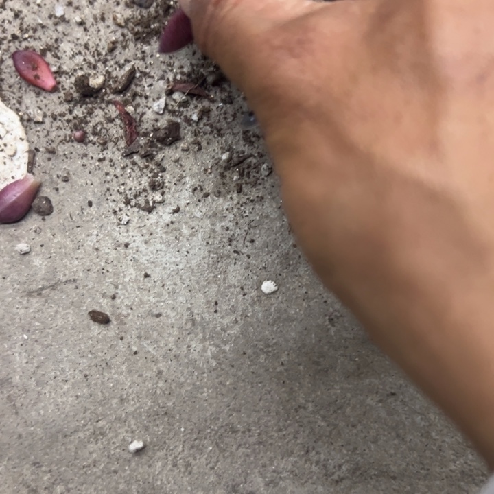 皮***呀一物一拍下波特多肉101