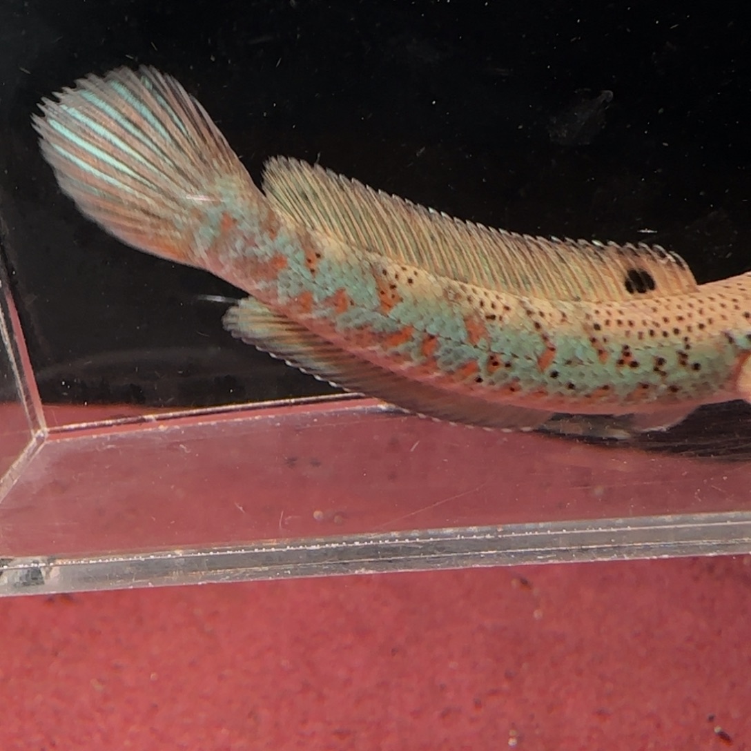 雷龙鱼幻彩红宝石