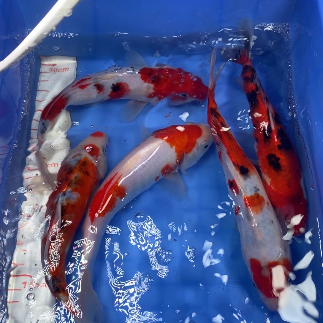 锦鲤冷水锦鲤包邮