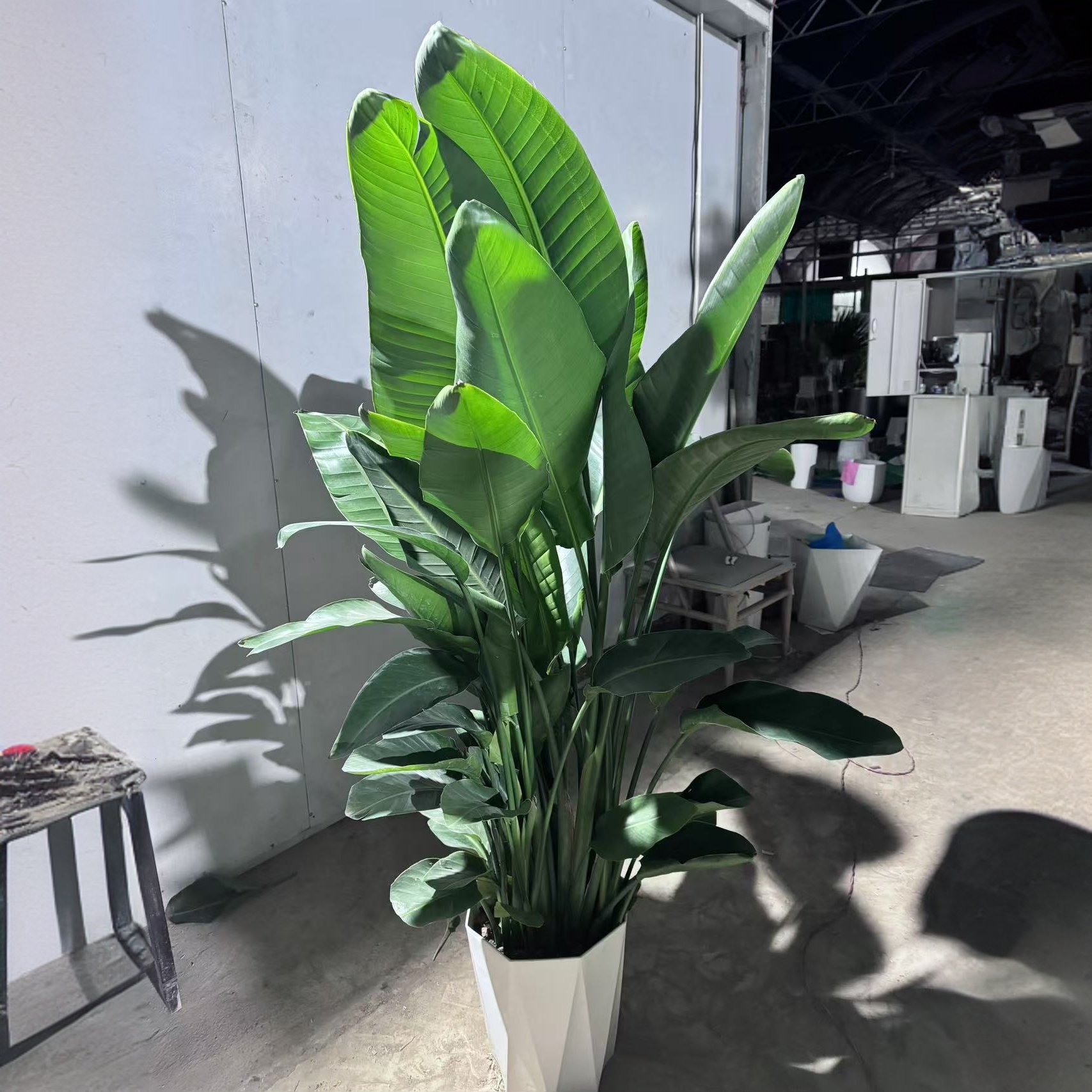 天堂鸟一物一拍年底收官，家居绿植1.5-1.7高室内净化空气好养绿植