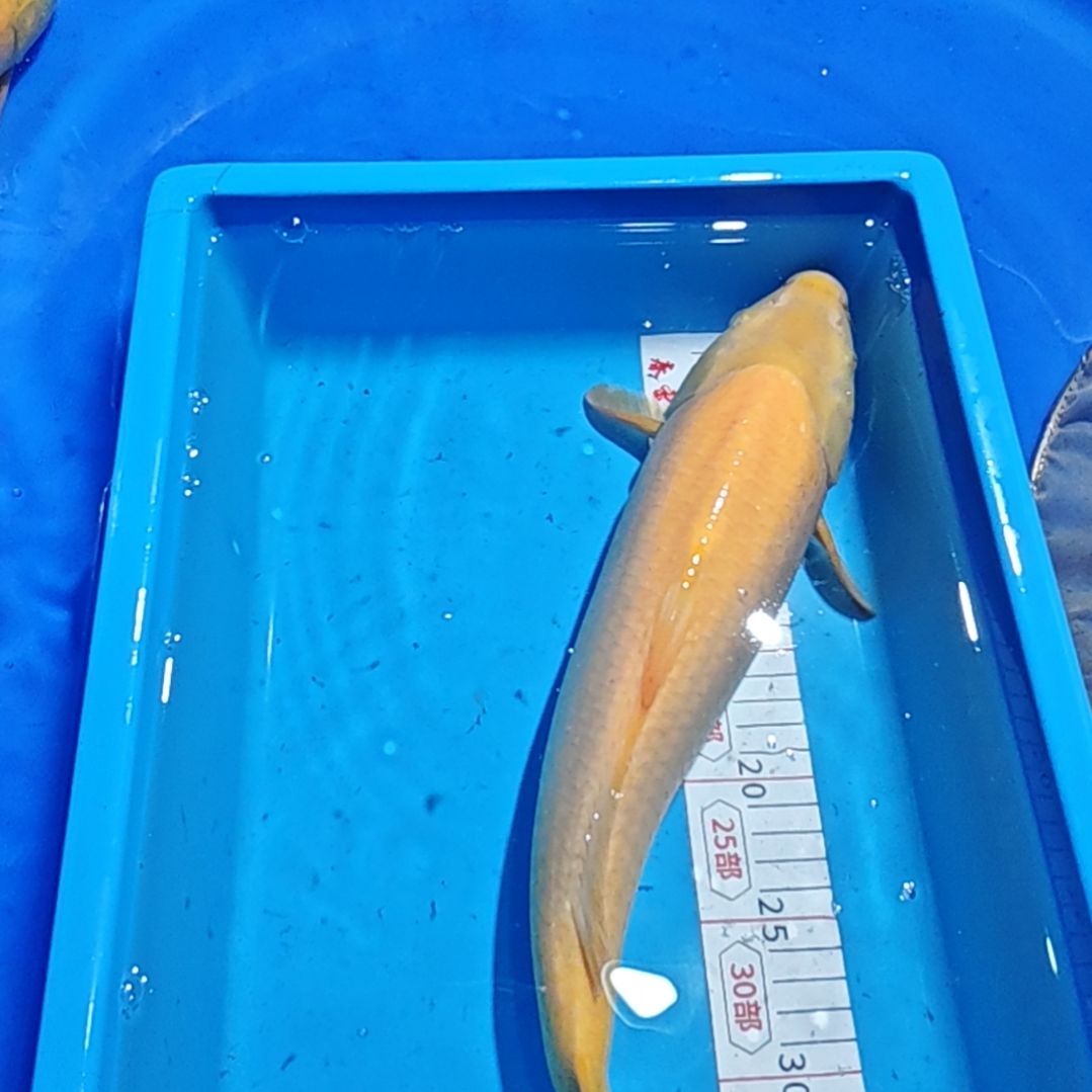 锦鲤不包邮邮费到付