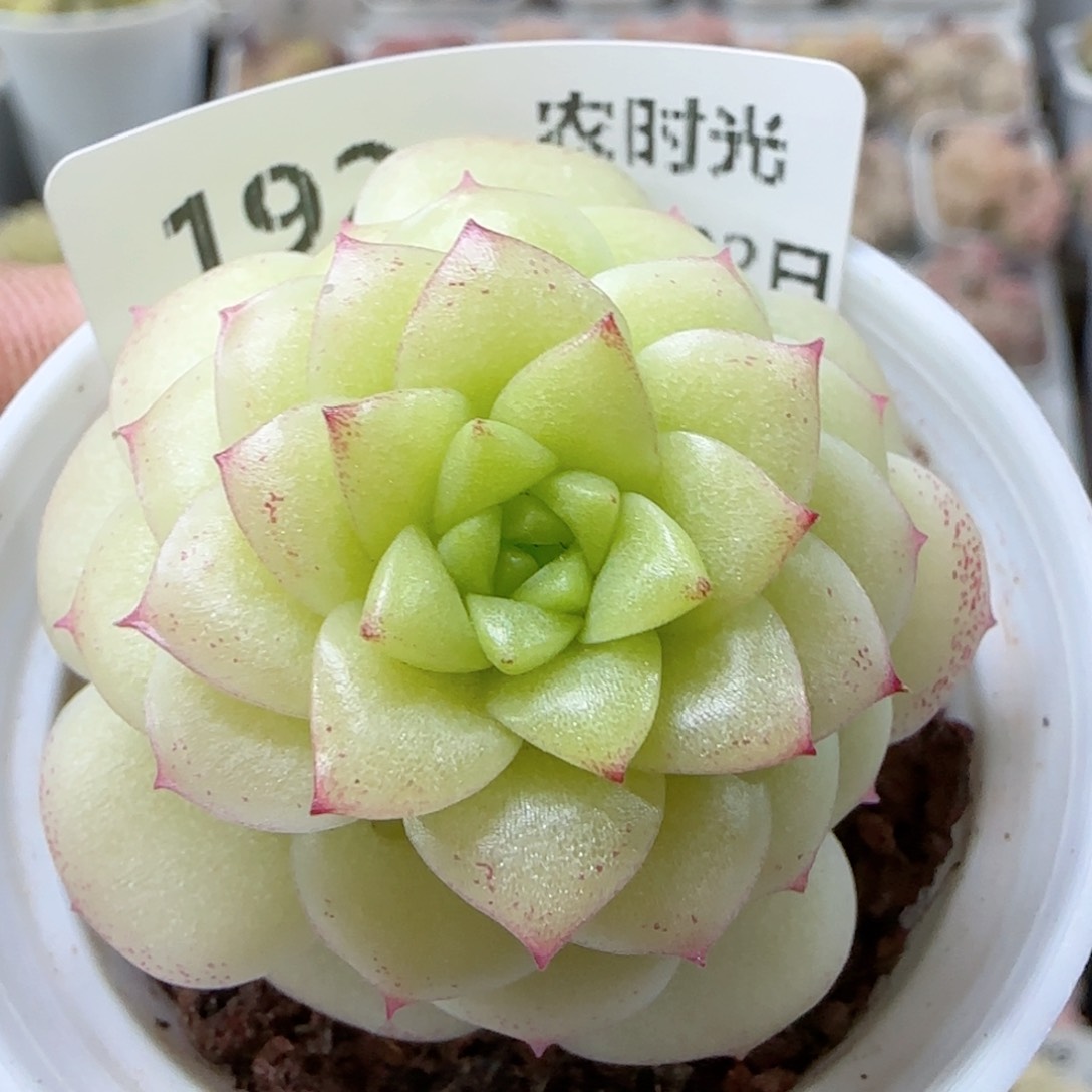 【闪购商品】0222-192优选麦杆