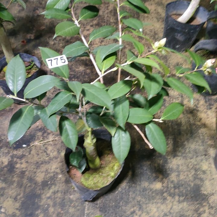 775豪斯，原盆原土发货