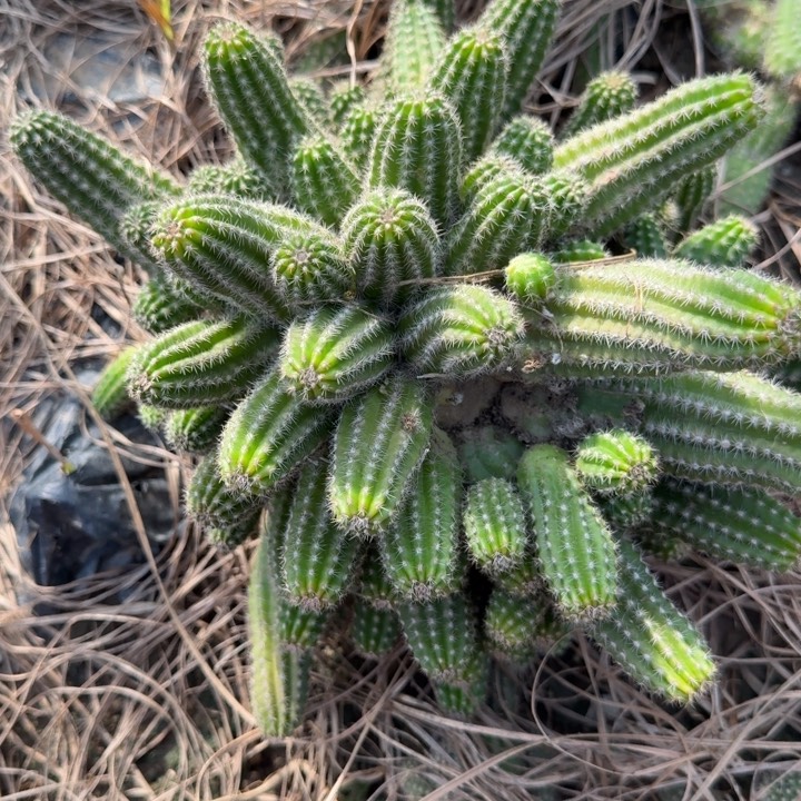 白檀仙人掌群生一群283