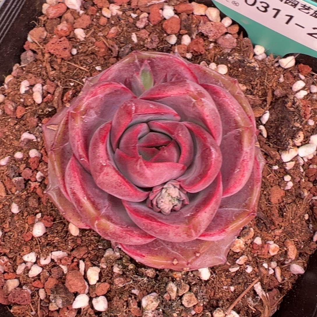 多肉一物一拍0311-237