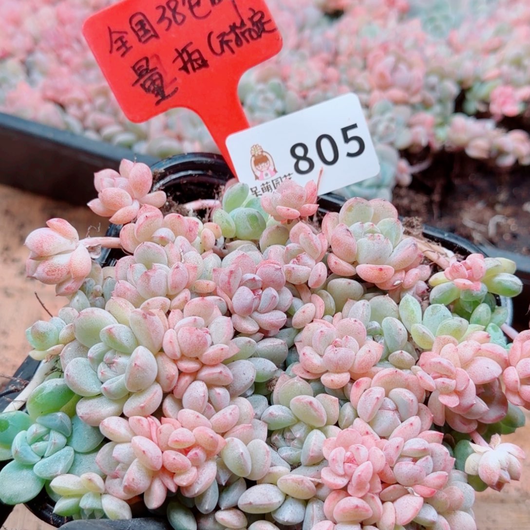 多肉植物多肉植物