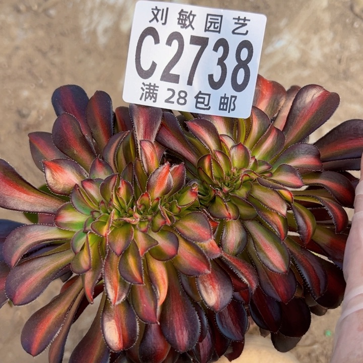 2738多肉植物砍头晚霞缀