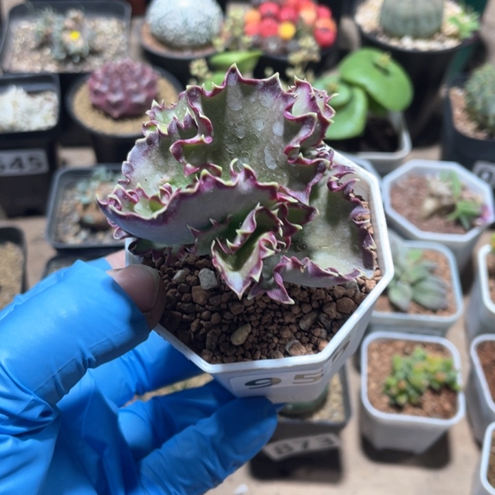 955双飞碟植物一颗