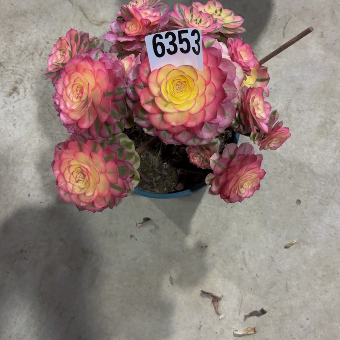 岚****无花朵6353倾城1111111