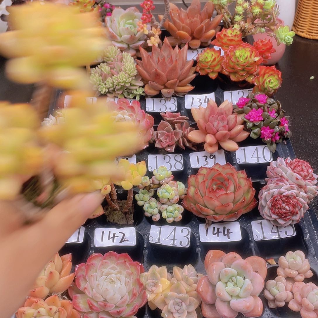 多肉@****?无土栽培多肉植物