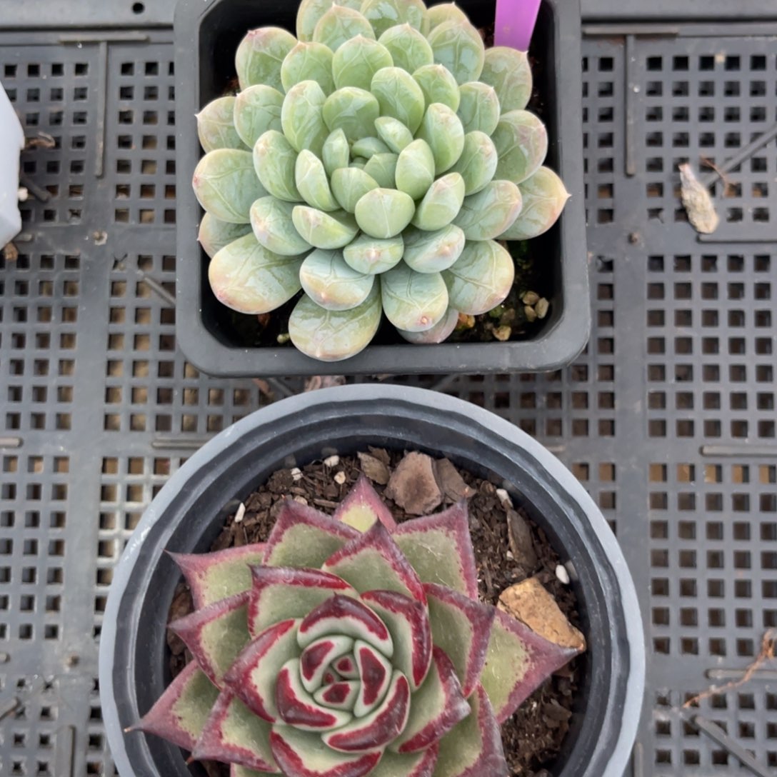 云尘多肉一物一拍235