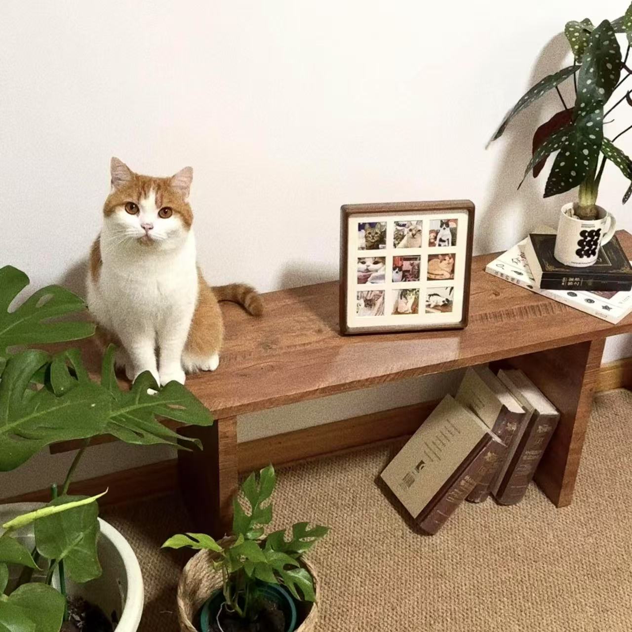 宠物相册，拍下选喵