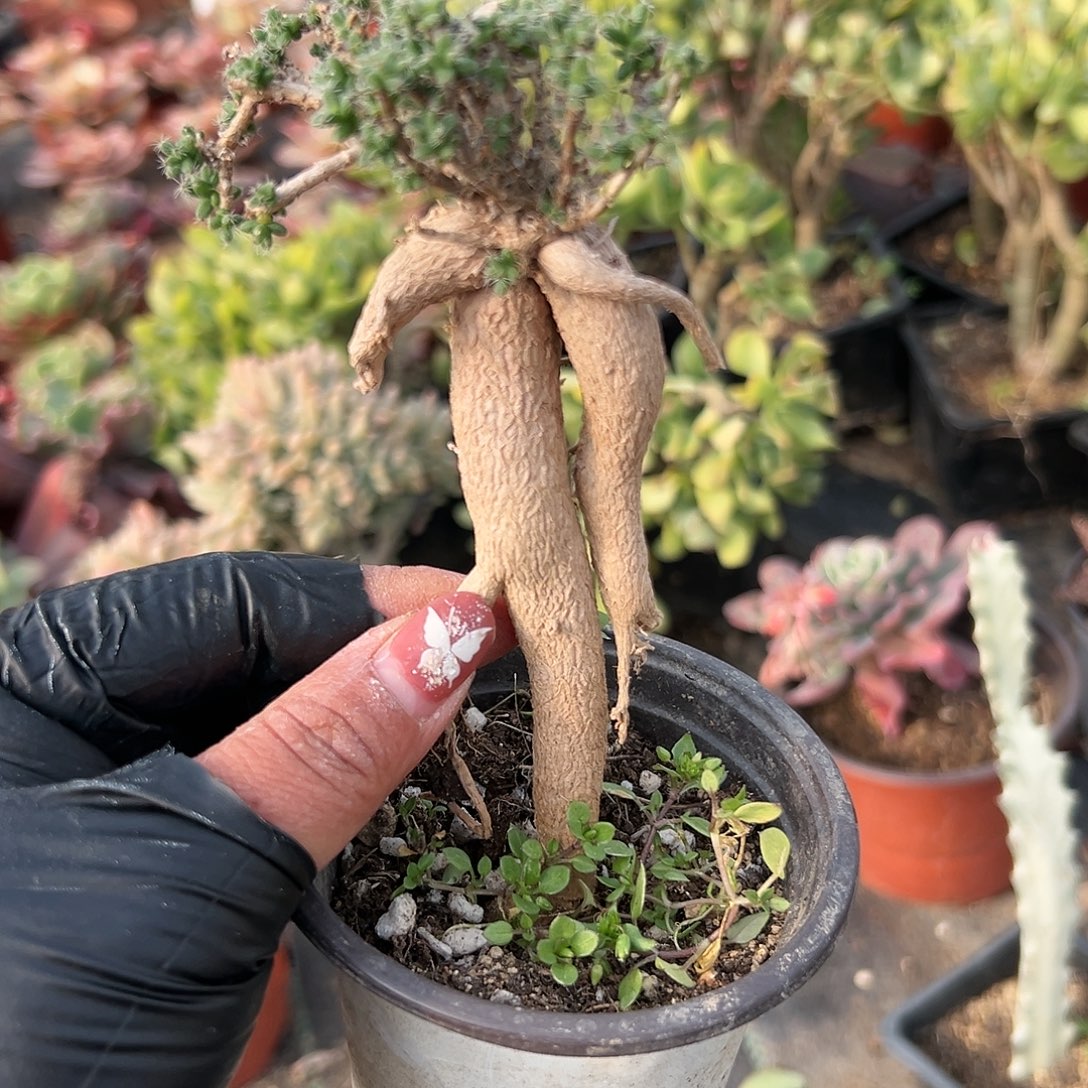 多肉植物姬红小松