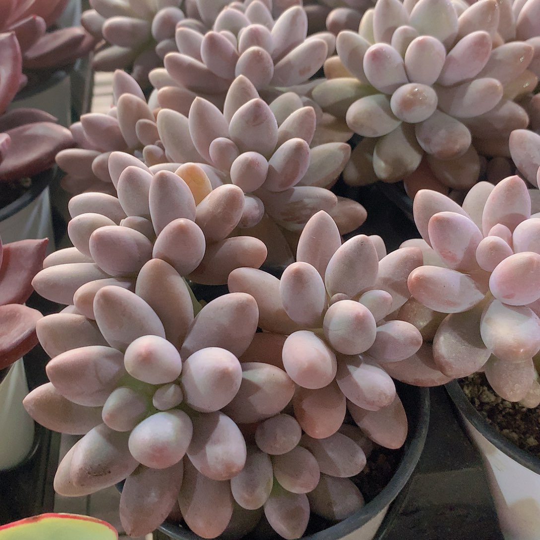 汤圆23556788999900