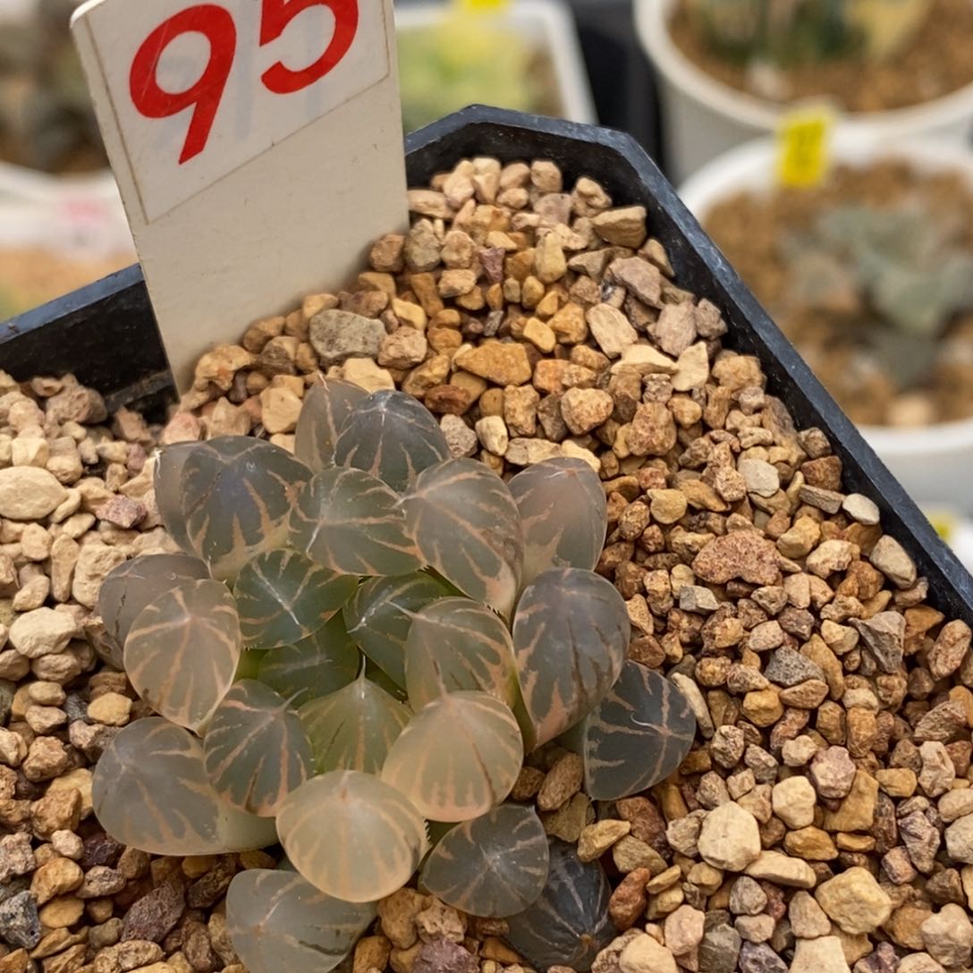 95糊斑霓虹灯玉露多肉植物