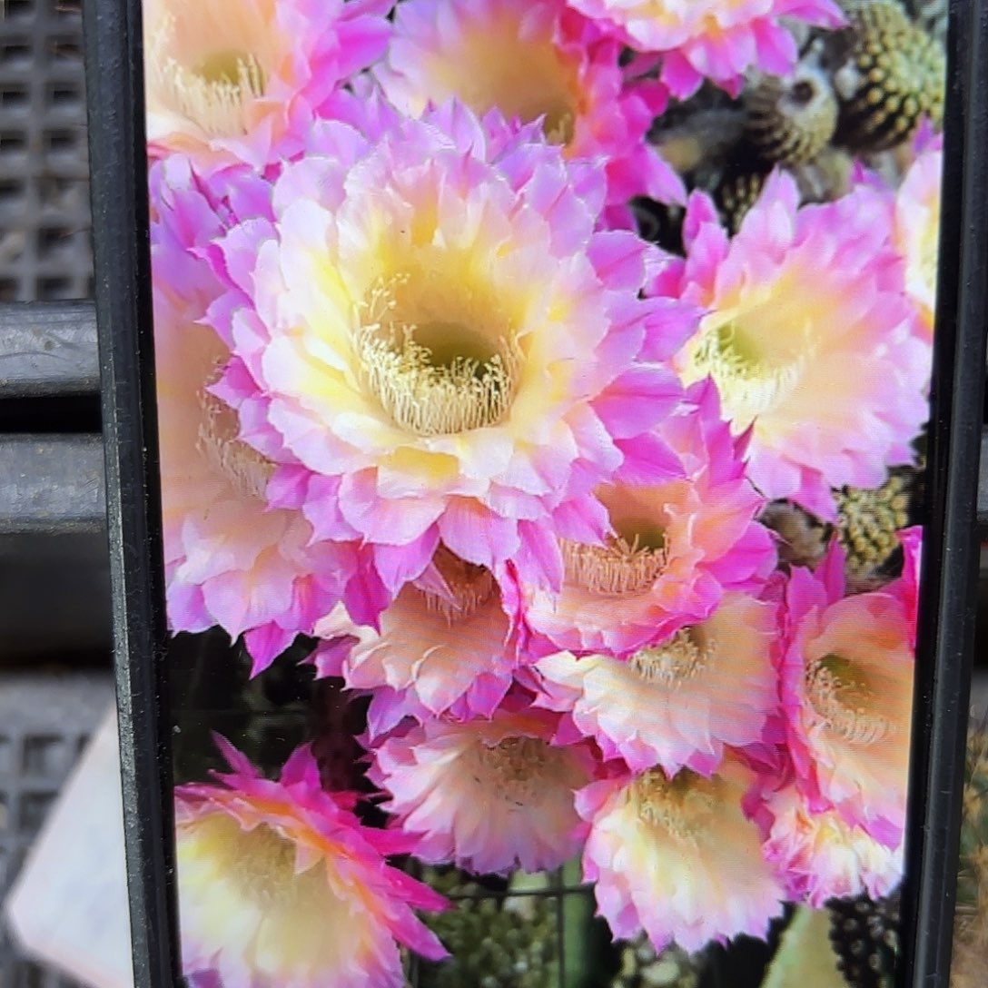 马丙彩侧牙20包邮仙人球24