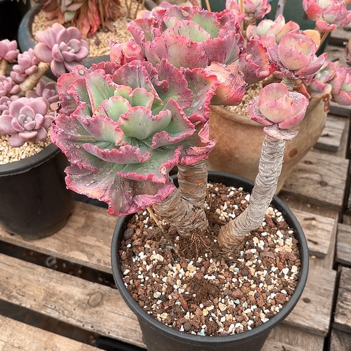 多肉植物，舞会红群