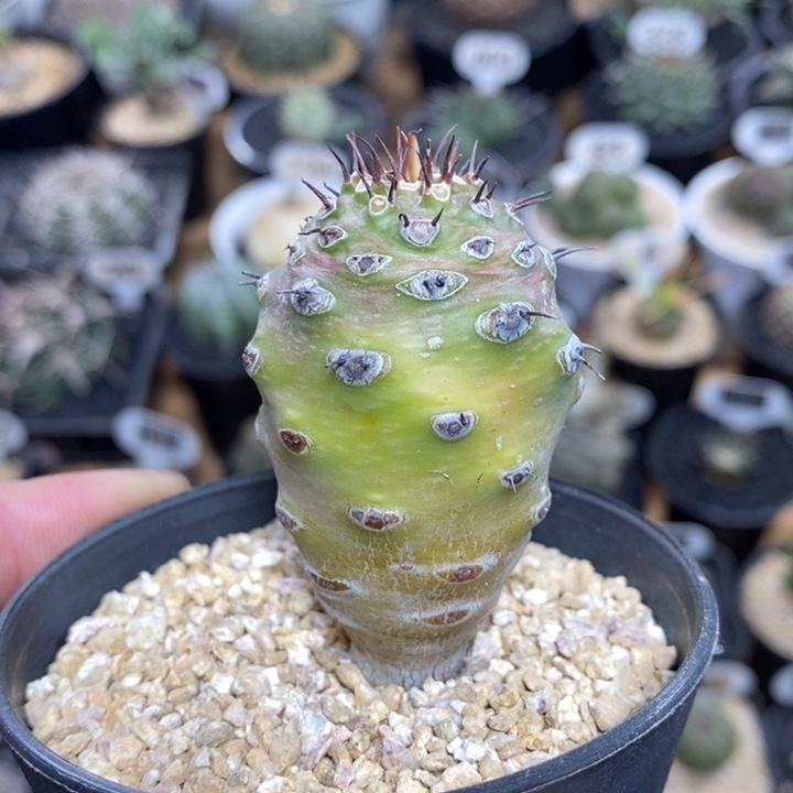 实生瓶干麒麟66号3.6cm