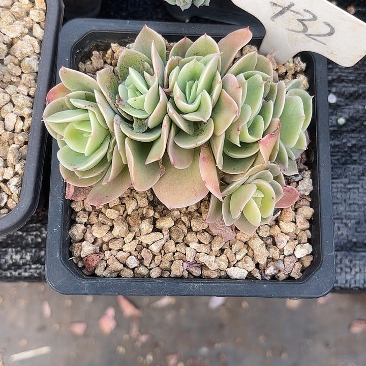 菲***儿两单包邮，一物一拍，32