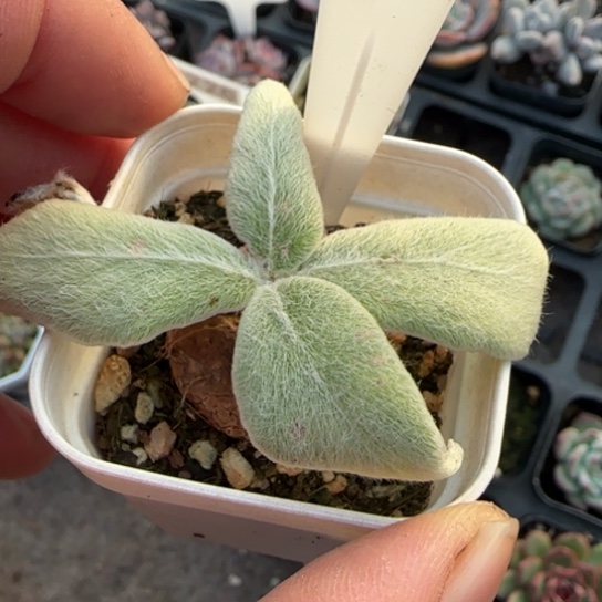 133断崖女王多肉植物多