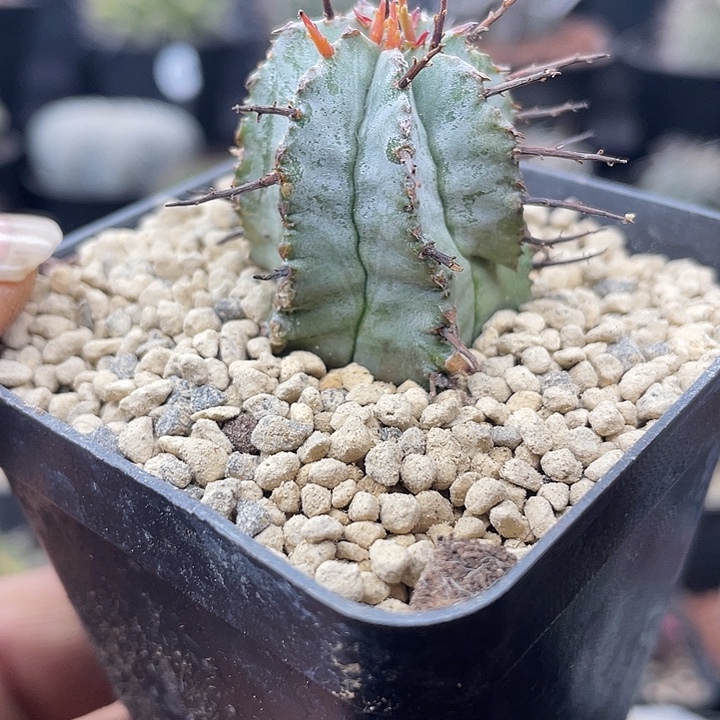 侧芽白衣魁伟玉一颗包邮