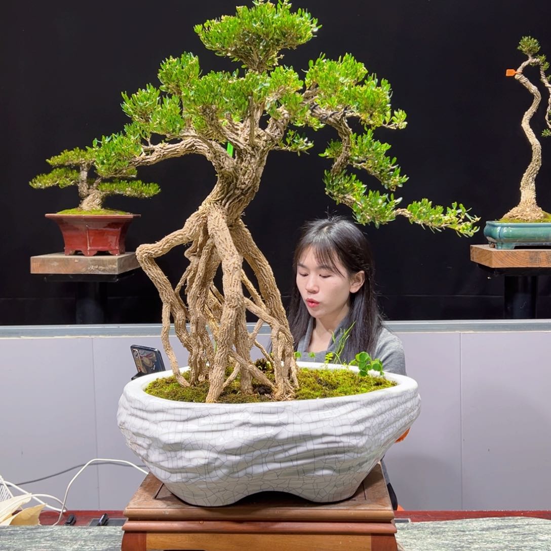 四季常青老桩黄杨盆景