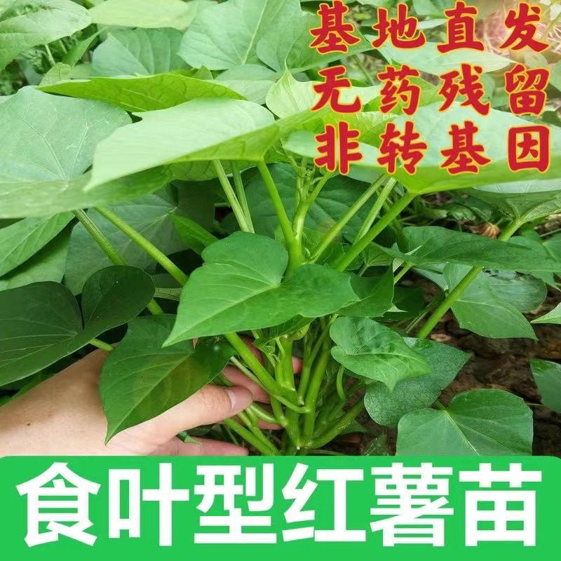 福薯18号 食叶型红薯苗 绿植蔬菜吃叶子的番薯苗叶