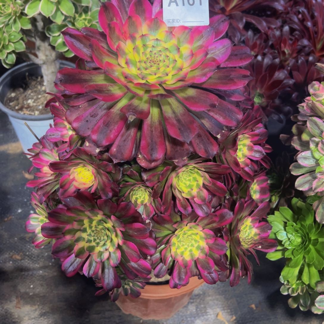 周*林161舞天姬法师，多肉植物