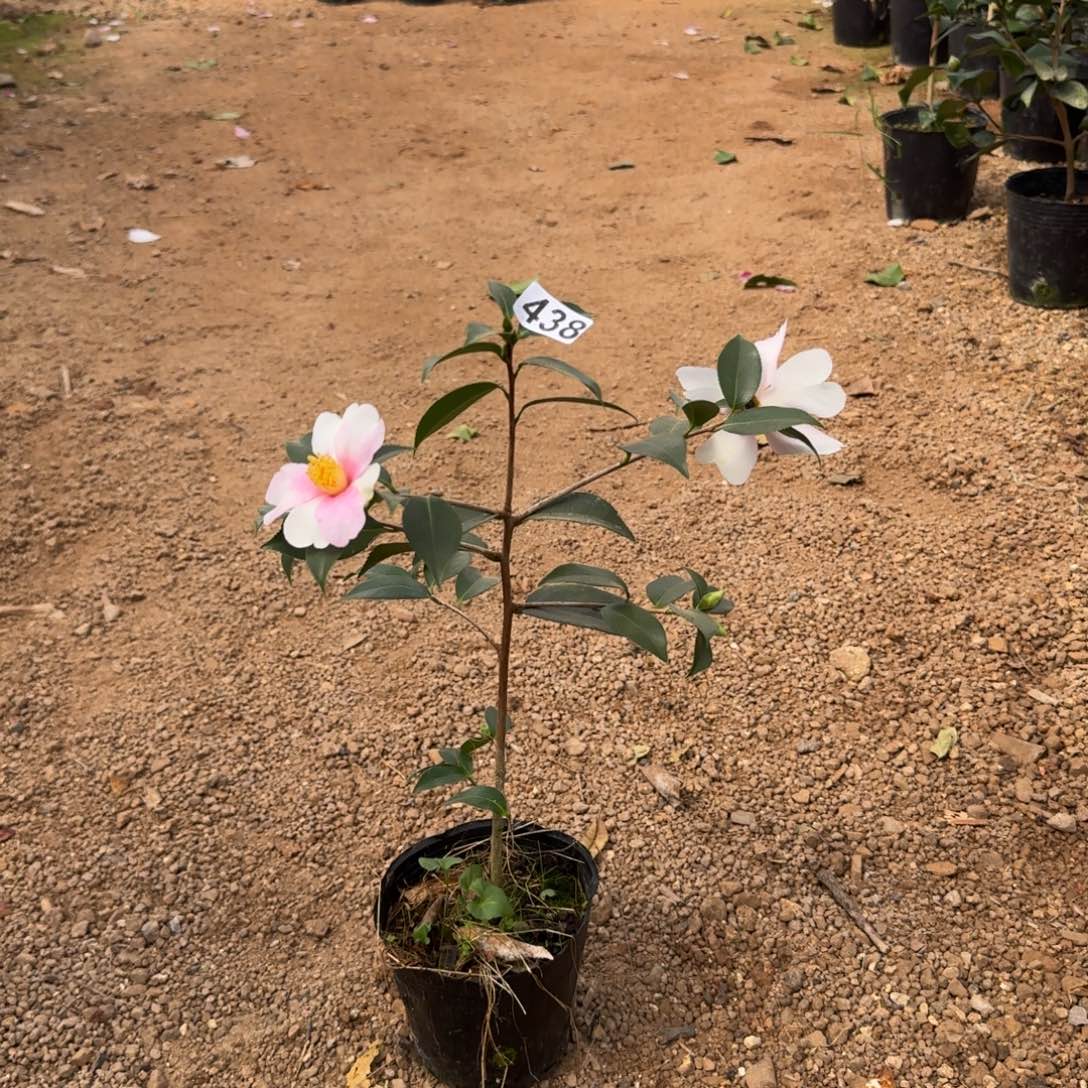 少量花朵（建议范围：2朵-5朵 或40%以下）438梦
