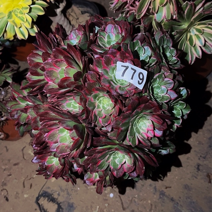 779莲花多肉植物处理不售后砍头丛林