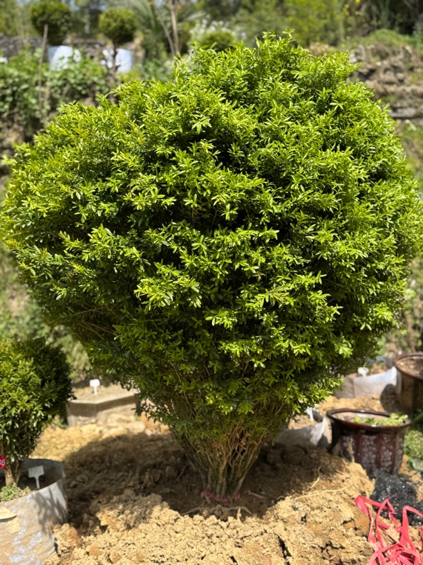 小叶雀舌黄杨庭院别墅绿植地栽四季常青千年矮一物一拍