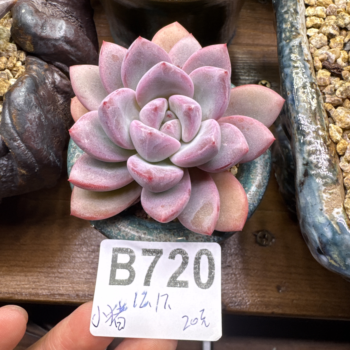 B720，小猪多肉植物知否